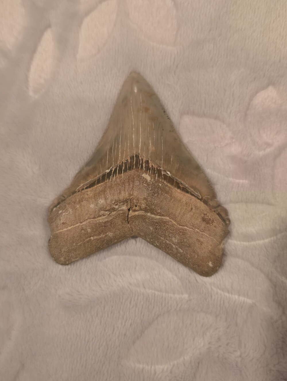 Large Fossil Megladon Shark Tooth